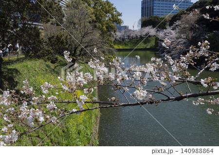 千鳥ヶ淵の桜 140988864