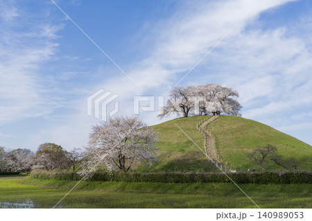 さきたま古墳の桜 さきたま古墳の桜 140989053