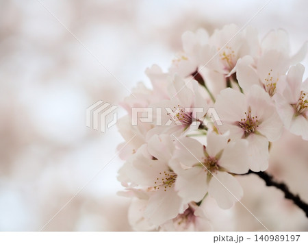 4月に美しく咲いた桜「染井吉野(ソメイヨシノ)」 4月に美しく咲いた桜「染井吉野(ソメイヨシノ)」 140989197