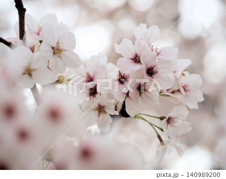 4月に美しく咲いた桜「染井吉野（ソメイヨシノ）」 140989200