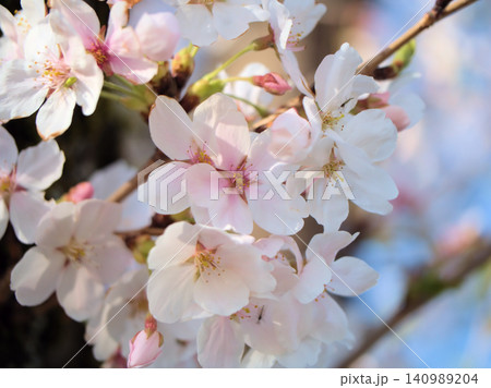 4月に美しく咲いた桜「染井吉野(ソメイヨシノ)」 4月に美しく咲いた桜「染井吉野(ソメイヨシノ)」 140989204