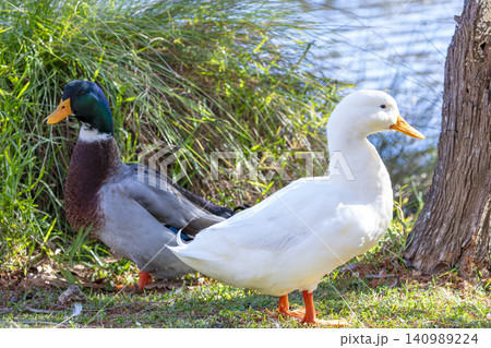 An Aylesbury Duck and Mallard standing on grass in the Blue Mountains 140989224