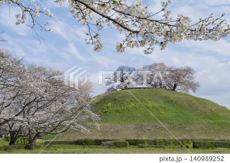 さきたま古墳の桜 さきたま古墳の桜 140989252