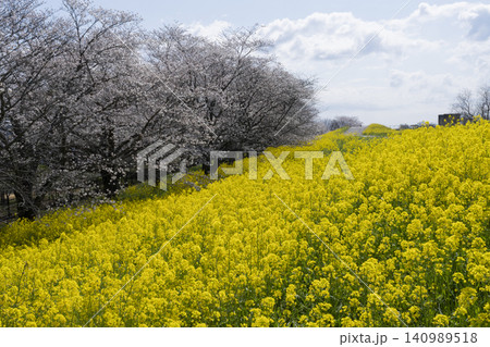 菜の花と桜の花 菜の花と桜の花 140989518