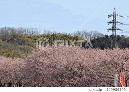 埼玉県坂戸市北浅羽の北浅羽桜堤公園の満開の桜 埼玉県坂戸市北浅羽の北浅羽桜堤公園の満開の桜 140989591