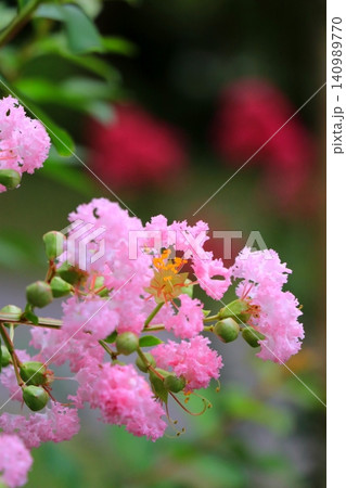 満開の百日紅 満開の百日紅 140989770