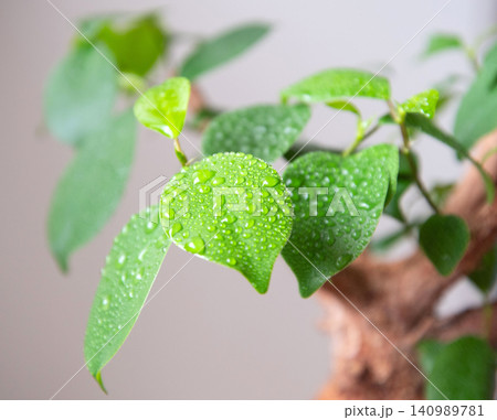 観葉植物に霧吹きで水やり 観葉植物に霧吹きで水やり 140989781