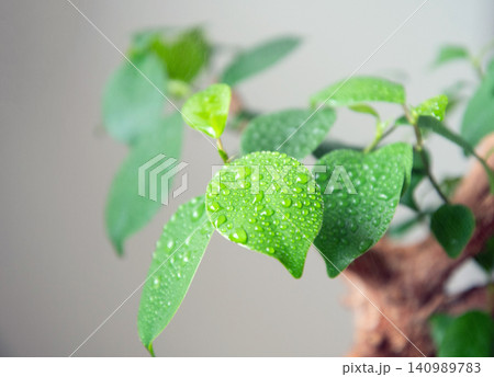 観葉植物に霧吹きで水やり 観葉植物に霧吹きで水やり 140989783