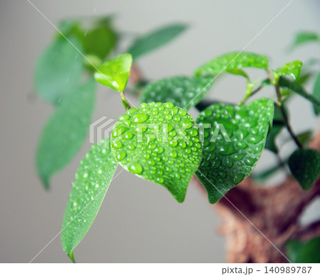 観葉植物に霧吹きで水やり 観葉植物に霧吹きで水やり 140989787