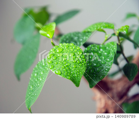 観葉植物に霧吹きで水やり 観葉植物に霧吹きで水やり 140989789