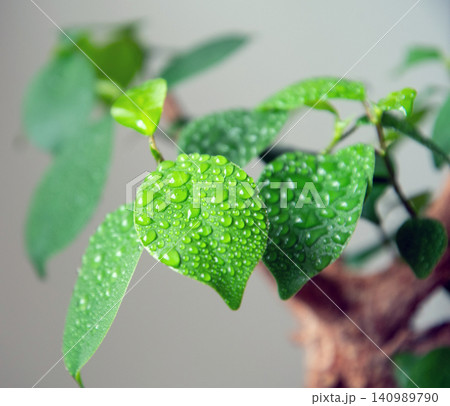 観葉植物に霧吹きで水やり 観葉植物に霧吹きで水やり 140989790