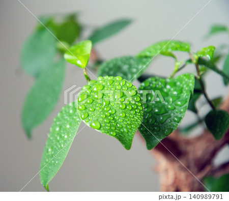 観葉植物に霧吹きで水やり 観葉植物に霧吹きで水やり 140989791