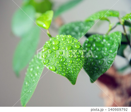 観葉植物に霧吹きで水やり 観葉植物に霧吹きで水やり 140989792