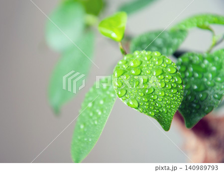 観葉植物に霧吹きで水やり 観葉植物に霧吹きで水やり 140989793