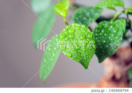 観葉植物に霧吹きで水やり 観葉植物に霧吹きで水やり 140989794