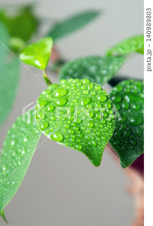 観葉植物に霧吹きで水やり 観葉植物に霧吹きで水やり 140989803