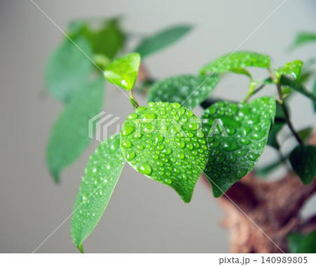観葉植物に霧吹きで水やり 観葉植物に霧吹きで水やり 140989805