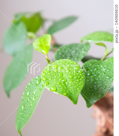 観葉植物に霧吹きで水やり 観葉植物に霧吹きで水やり 140989810