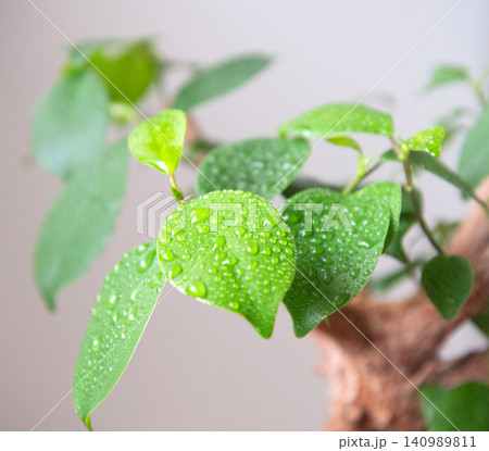 観葉植物に霧吹きで水やり 観葉植物に霧吹きで水やり 140989811