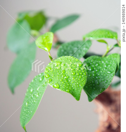 観葉植物に霧吹きで水やり 観葉植物に霧吹きで水やり 140989814