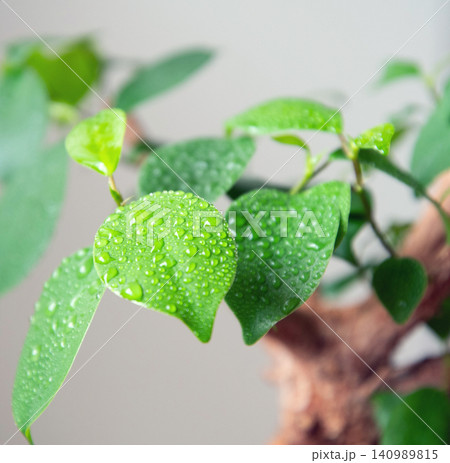 観葉植物に霧吹きで水やり 観葉植物に霧吹きで水やり 140989815