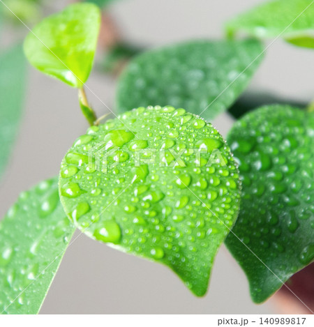 観葉植物に霧吹きで水やり 観葉植物に霧吹きで水やり 140989817