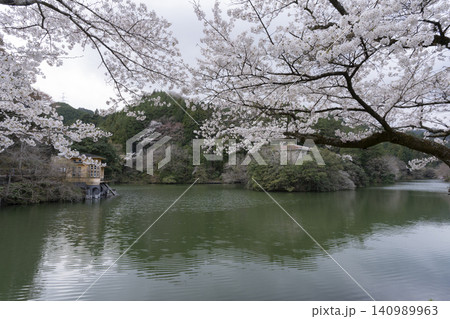 鎌北湖の桜 鎌北湖の桜 140989963