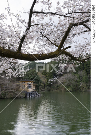 鎌北湖の桜 140989964