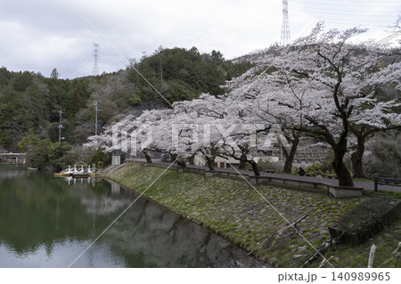鎌北湖の桜 鎌北湖の桜 140989965