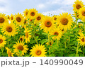 青空と満開のひまわり畑（夏のイメージ素材） 140990049