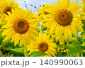 青空と満開のひまわり畑（夏のイメージ素材） 140990063