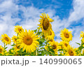青空と満開のひまわり畑（夏のイメージ素材） 140990065