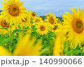 青空と満開のひまわり畑（夏のイメージ素材） 140990066