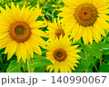 青空と満開のひまわり畑（夏のイメージ素材） 140990067