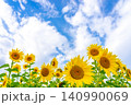 青空と満開のひまわり畑（夏のイメージ素材） 140990069