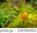 苔の中から生えるキノコ 140990401
