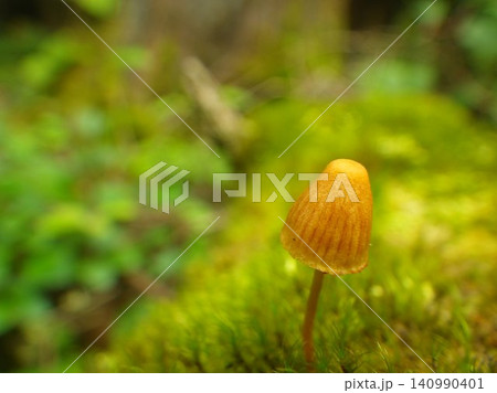 苔の中から生えるキノコ 苔の中から生えるキノコ 140990401