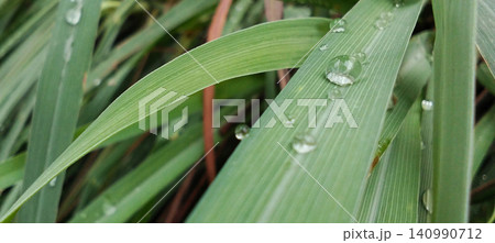 A close-up photo of dew drops on a blade of green grass in a tropical setting. A close-up photo of dew drops on a blade of green grass in a tropical setting. 140990712