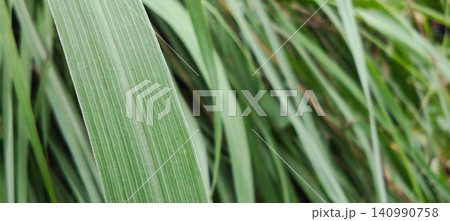 Close-up photo of green leaf texture with natural lines on a tropical plant. Close-up photo of green leaf texture with natural lines on a tropical plant. 140990758