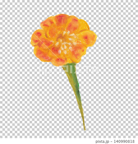 Marigold oil pastel painting Marigold oil pastel painting 140990818