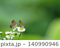 小さな白い花にとまって内緒話をしているようなベニシジミチョウ 140990946
