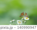 小さな白い花にとまって内緒話をしているようなベニシジミチョウ 140990947