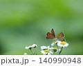 小さな白い花にとまって内緒話をしているようなベニシジミチョウ 140990948