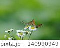 小さな白い花にとまって内緒話をしているようなベニシジミチョウ 140990949