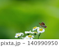 白い小さな花にとまるベニシジミチョウ 140990950