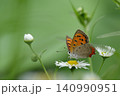 白い小さな花にとまるベニシジミチョウ 140990951