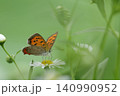 白い小さな花にとまるベニシジミチョウ 140990952