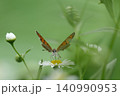 小さな白い花にとまるベニシジミチョウ 140990953