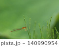 草に止まるいととんぼ 140990954