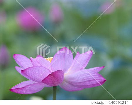 清楚な蓮の花 清楚な蓮の花 140991214